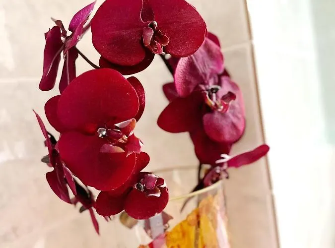 Andreea Гостьовий будинок 3*